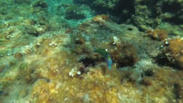 Mediterranean rainbowfish on the seabed. — Stock video