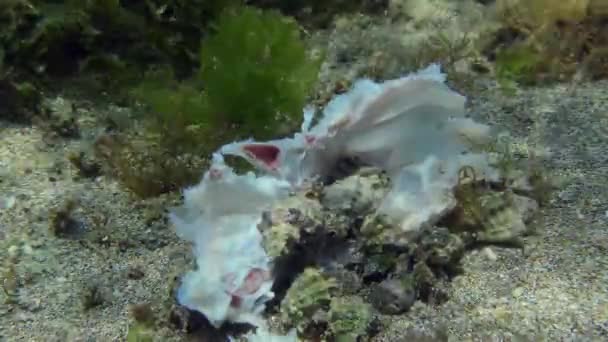 Ordinamenti del mare - utilizzazione della materia organica. — Video Stock