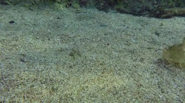 Kumlu dipte Büyük Gözlü Boğa.