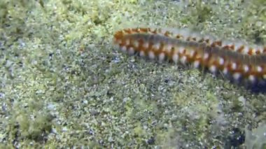Sakallı ateş solucanı deniz tabanında sürünür..