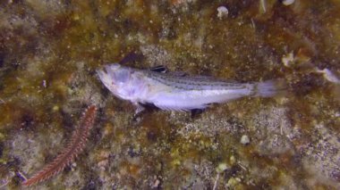 Birçok Alev kurtçuğu deniz tabanında ölü balık yer..