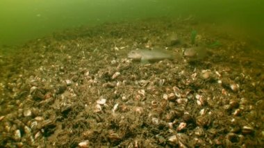 Ecocatastrophe: Zebra Mussel (Dreissena polymorpha).