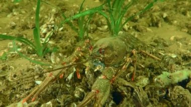 Yeşil su bitkileri arasında Avrupa kerevitleri.