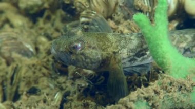 Nehir yatağında yarışçı ya da Goad Goby.