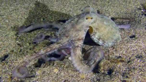 Chobotnice na písečném mořském dně. — Stock video