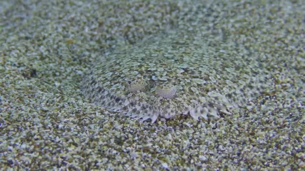 Solha-de-olho-largo no fundo do mar arenoso. — Vídeo de Stock