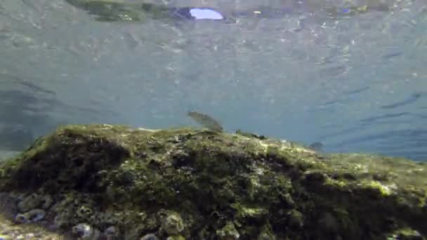 Eine Schule goldgrauer Meeräschen frisst sich am Küstenfelsen. — Stockvideo