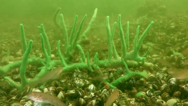 Esponja de agua dulce en el fondo del río. — Vídeos de Stock