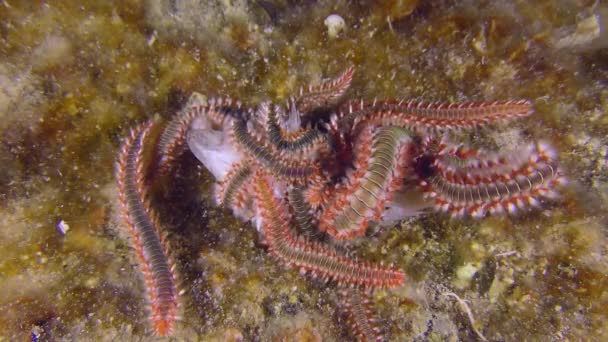Mehrere Feuerwürmer fressen tote Fische auf dem Meeresboden. — Stockvideo