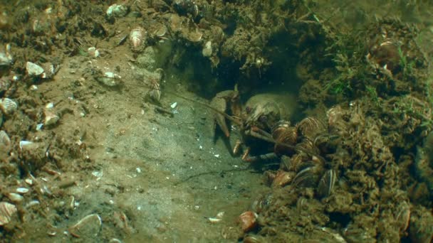 欧洲小龙虾在洞里. — 图库视频影像