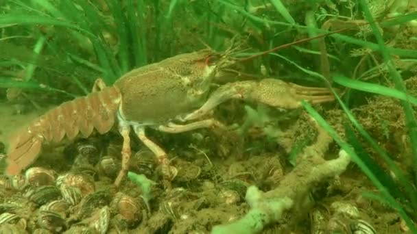 European crayfish among green aquatic plants. — Stock Video