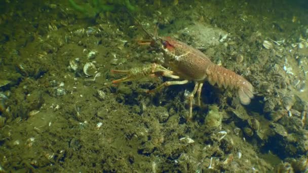 Europäische Flusskrebse verlassen den Rahmen. — Stockvideo