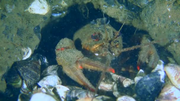 欧洲的螃蟹正在挖洞. — 图库视频影像