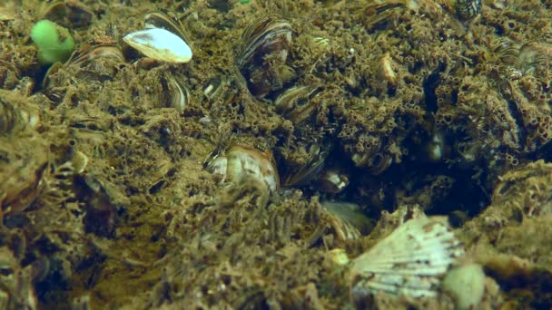 Racer goby o Goad goby en el lecho del río. — Vídeos de Stock