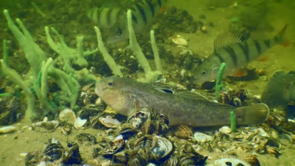 Kulatý goby na dně řeky. — Stock video