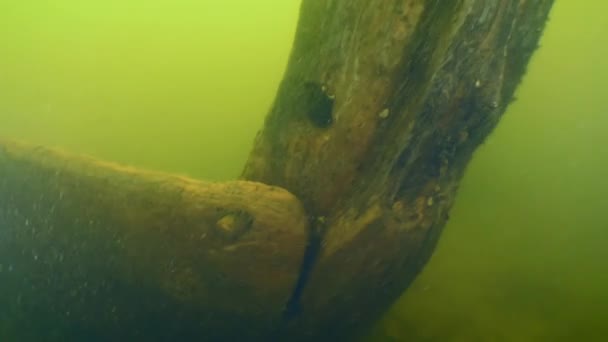 Archeologisch onderzoek van het oude houten schip van de Kozakken in de rivier de Dnjepr. — Stockvideo