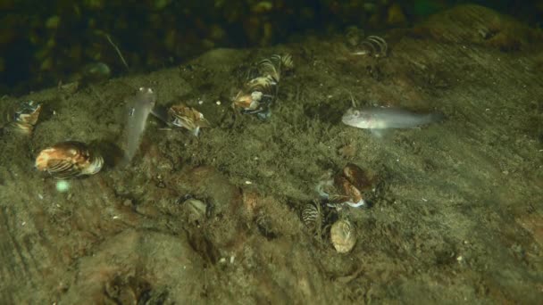 Aquatic inhabitants at an underwater archaeological site in the Dnieper River. — Stock Video