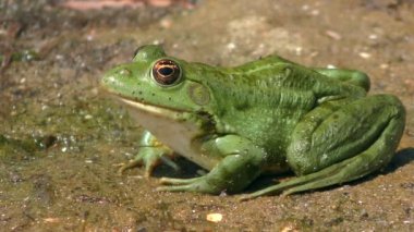 Sıçrama bölgesinde kumlu bir sahilde bataklık kurbağası..