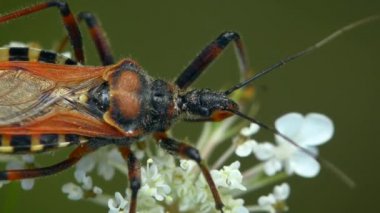 Şaşırtıcı Kızıl Suikastçi Beyaz çiçeklerdeki Böcek.