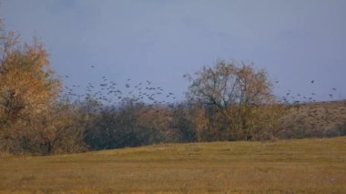 Yabancı türler İngiliz sığırcıkları göç sırasında büyük sürüler halinde toplanır..