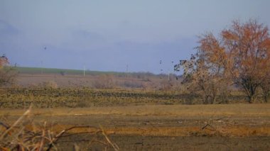 Yabancı türler Avrasya sığırcıkları göç sırasında büyük sürüler halinde bir araya gelirler..