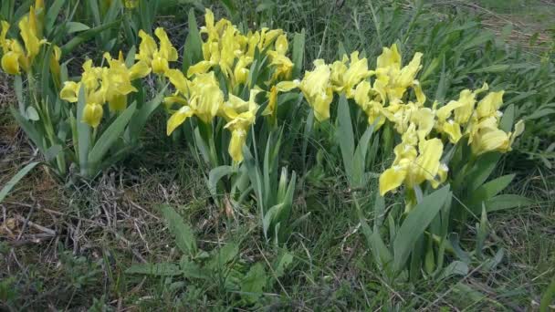 Groupe d'iris pygmée jaune ou iris nain. — Video