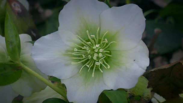 Крупним планом зелена квітка Hellebore . — стокове відео