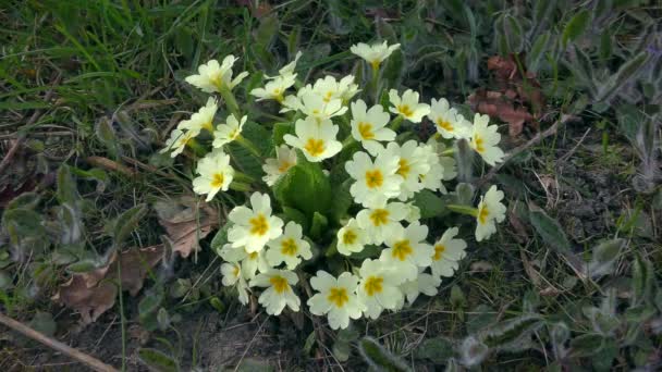 Blüten der Primel oder der Gemeinen Primel. — Stockvideo