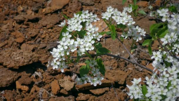 Flowers of Midland hawthorn or English hawthorn. — Stockvideo