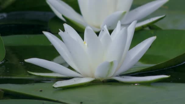 淡水湖水面上的白色睡莲. — 图库视频影像