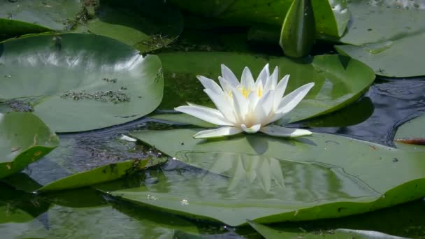 Lys blanc européen à la surface de l'étang d'eau douce. — Video