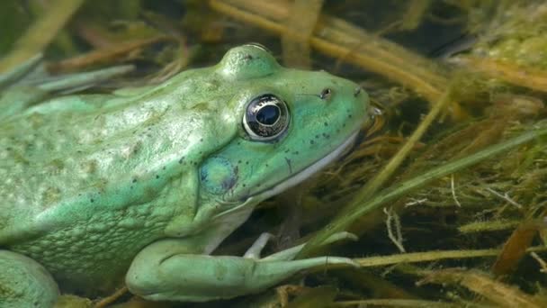 水生植物上令人惊奇的绿松石色昆虫可食青蛙 — 图库视频影像