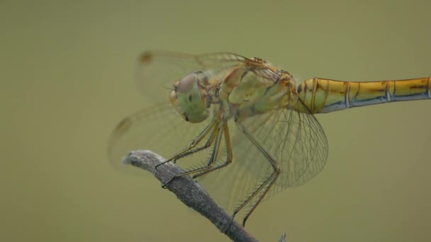 Yellow dragonfly on a branch, closeup. — Wideo stockowe