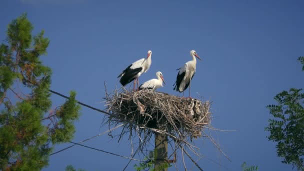 一些白鹤或欧洲白鹤正在筑巢. — 图库视频影像