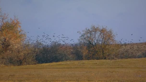 Espécies alienígenas Inglês starling reúne em grandes bandos durante as migrações. — Vídeo de Stock