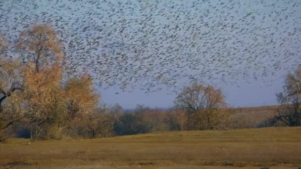 Gatunki obce Szpak europejski gromadzi się w ogromnych stadach podczas migracji. — Wideo stockowe