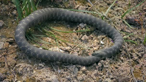 Ouroborossa: Uma cobra que morde a cauda. — Vídeo de Stock