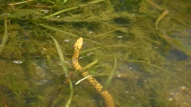 Dados serpiente de agua en el agua costera del río. — Vídeo de stock