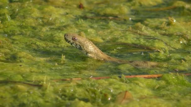 Tessellated vodní had v pobřežní vodě řeky. — Stock video