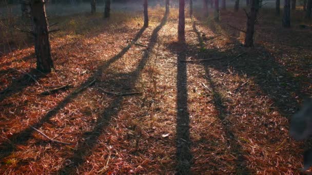 Bosque de pinos al atardecer (amanecer), contraluz. — Vídeos de Stock