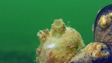 Tunicate Deniz üzümleri (Molgula sp.) sifonlarını kapatıyor, yakın plan..