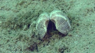 Kumlu zeminde, damarlı Rapa Whelk (Rapana venosa) ağırlıklı olarak küçük çift kapaklı yumuşakçalardan beslenir (Chamelea gallina).).