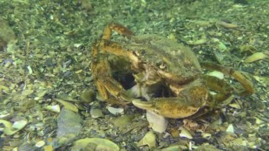 Büyük bir yeşil yengeç ya da kıyı yengeci (Carcinus maenas) deniz tabanında bir şey yer, böyle bir yengeç bir midyenin kabuğunu ya da rapanayı pençeleriyle ezebilir..