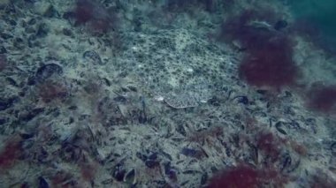 Avrupa turbotu (Scophthalmus maximus) dipte midye ve kırmızı algler ile kaplıdır, yavaş yavaş balığın gözlerine yakınlaşır, ön görüş yakındır.