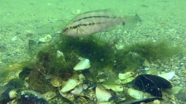 Üreyen gri grasse (Symphodus cinereus): erkek, deniz yosunlarının yuvasını deniz kabuklarıyla süsler..