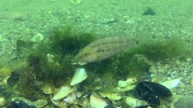 Gri grasse (Symphodus cinereus): Erkek alg yuvasını inşa eder ve optimize eder..