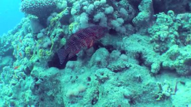 Parlak kırmızı bir Coral Grouper (Cephalopholis minyatürü) bir mercan çalısının altında durur ve yavaşça uzaklaşır..