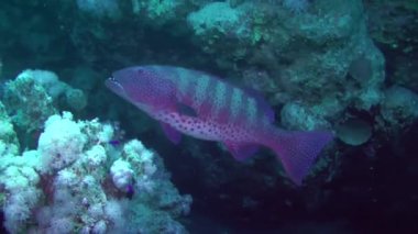 Leopar Grouper (Plectropomus pessuliferus) büyük bir mağara veya mağaranın yanında kendini tamamen güvende hisseder..