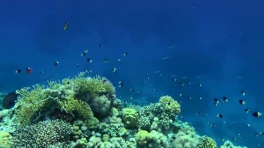 Bicolor papaz balığı sürüsü mavi su arka planında mercan resifi üzerinde yüzer. Yarı Chromis, Chocolate-dip Chromis (Chromis dimidiata).