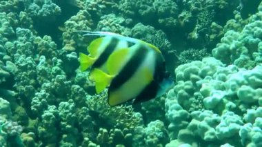 Bir çift Kızıl Deniz Sancak Balığı (Heniochus intermedius), resmedilmiş mercan resiflerine karşı yavaşça yüzer ve çerçeveyi terk eder..